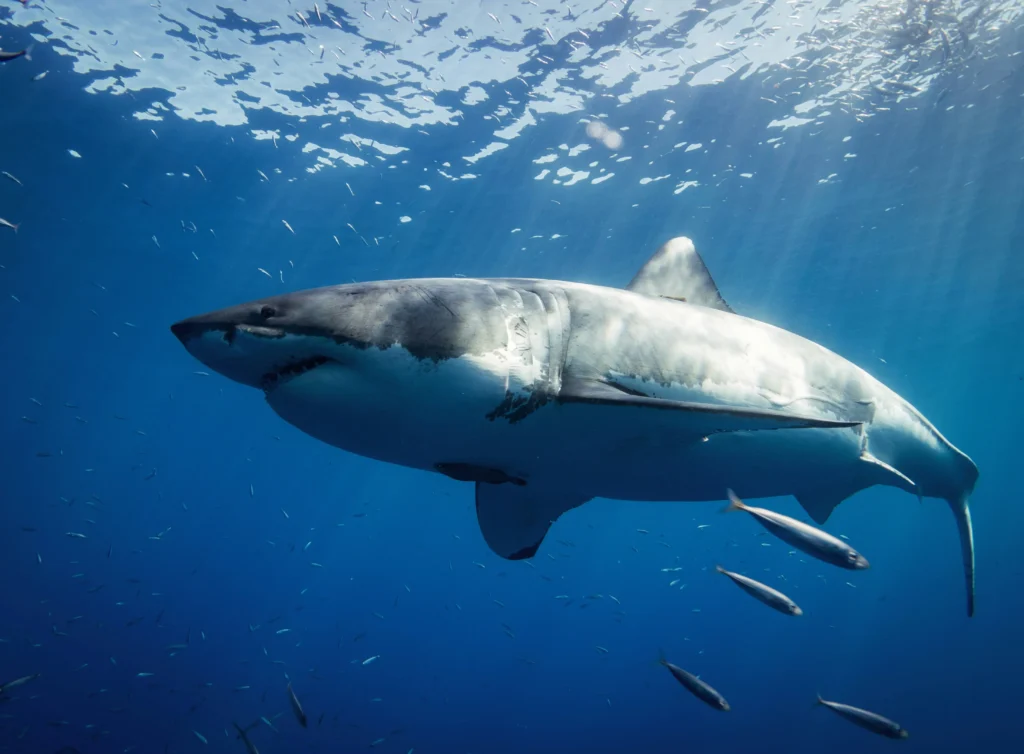 Requin blanc nageant en pleine eau bleue, entouré de poissons, illustrant la puissance et la majesté de ce grand prédateur marin.